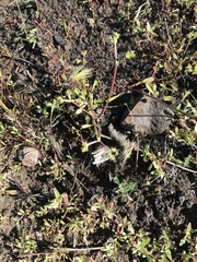 Chorizanthe staticoides