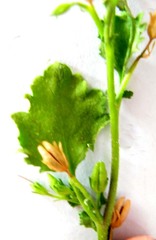 Chaenostoma caeruleum