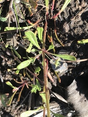 Chorizanthe staticoides