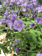 Phacelia bipinnatifida