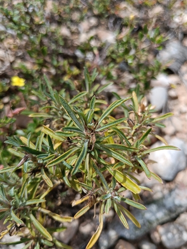 Viola arborescens