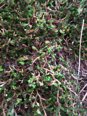 Selaginella underwoodii