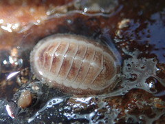 Leptochiton asellus image