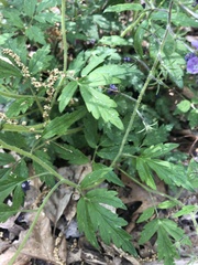 Phacelia bipinnatifida