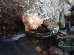 Caryophyllia smithii