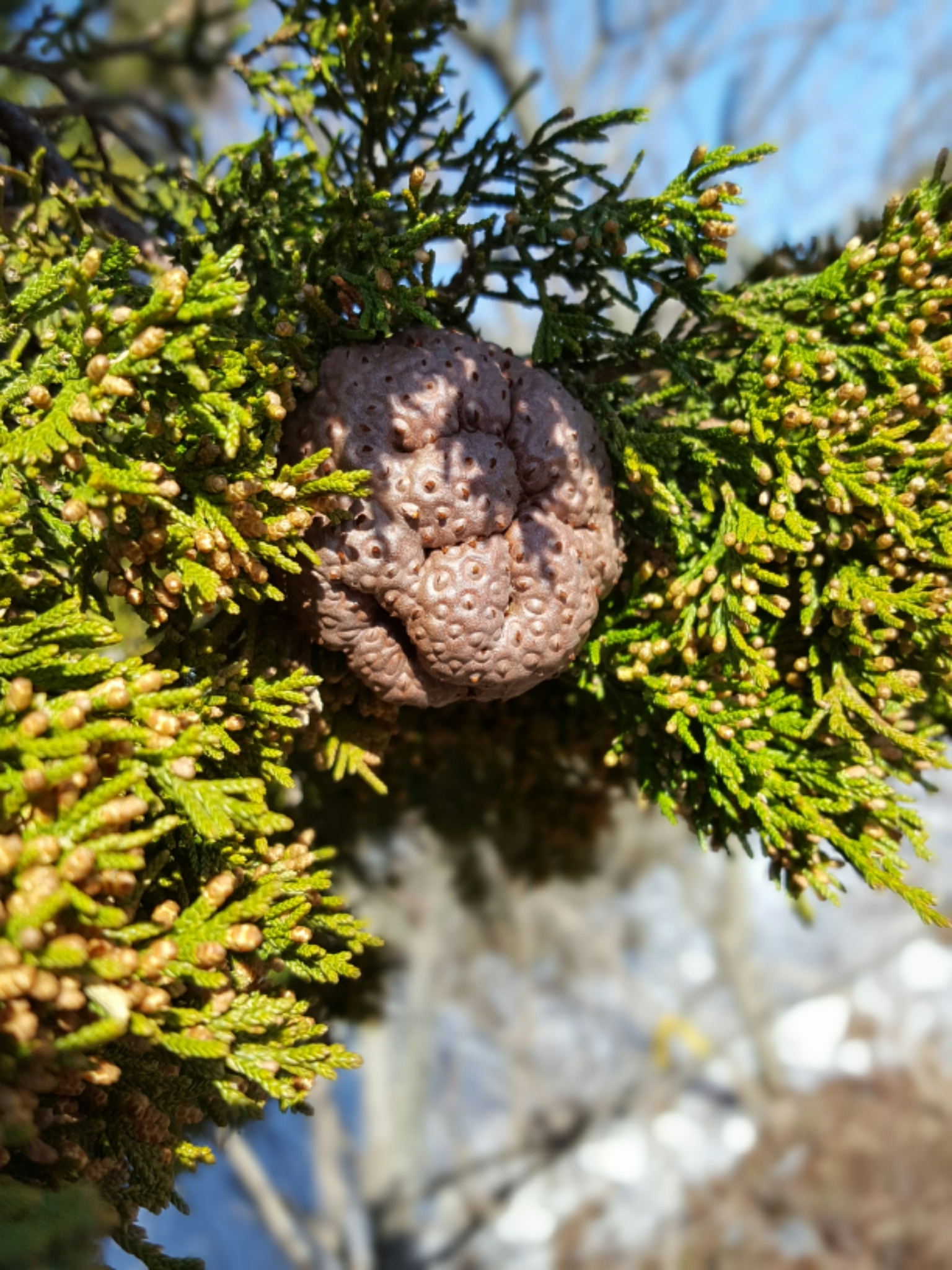Gymnosporangium juniperi-virginianae image