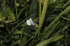 Vicia bithynica