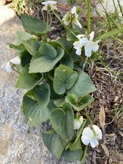 Viola alba