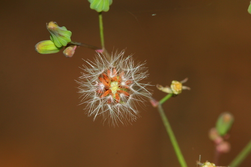 Youngia japonica