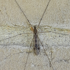 Tipula rufina