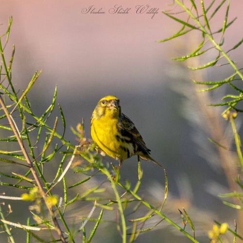 European Serin