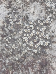 Myriolecis semipallida