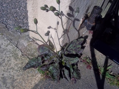 Hieracium glaucinum similatum