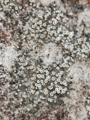 Myriolecis semipallida