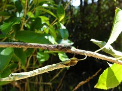 Amphipsalta zelandica