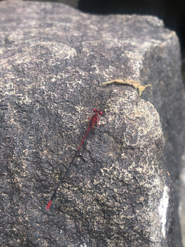 Megalagrion oresitrophum observed 2026-05-08