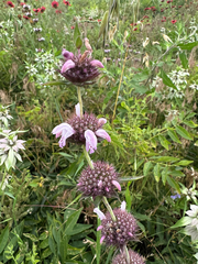 Monarda clinopodioides, photograph (c) Craig Hensley, some rights reserved (CC BY)