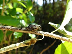 Amphipsalta zelandica