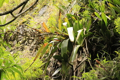 Tillandsia machupicchuensis