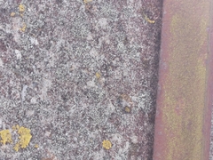 Myriolecis semipallida