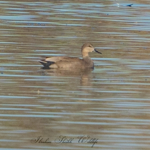 Gadwall