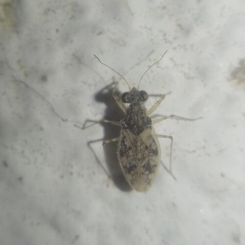 Leptopus marmoratus