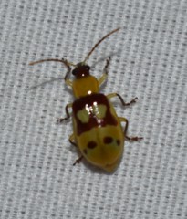 Paranapiacaba connexa