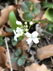 Cardamine trifolia