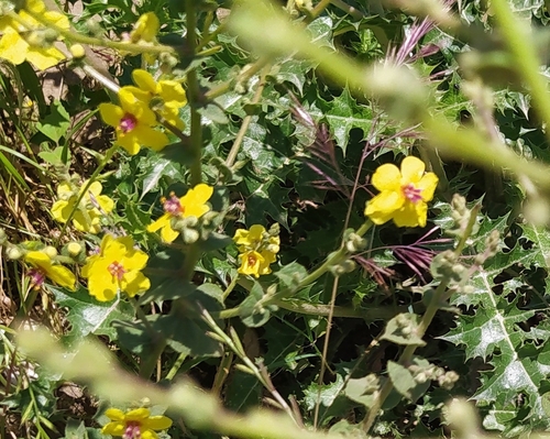 wavyleaf mullein