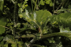 Golovinomyces fischeri