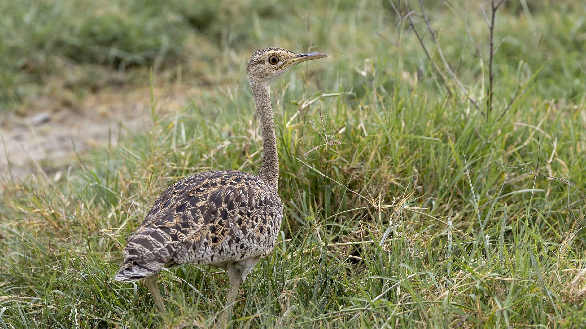 Black-bellied Bustard (Lissotis melanogaster), photo 9