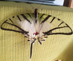 Protesilaus telesilaus