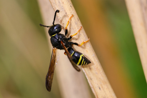 Gymnomerus laevipes observed 2026-05-16