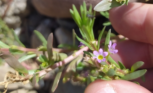 Hyssop Loosestrife