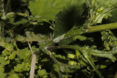 Golovinomyces fischeri