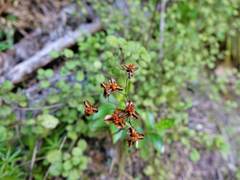 Libertia