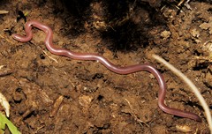 Xerotyphlops vermicularis