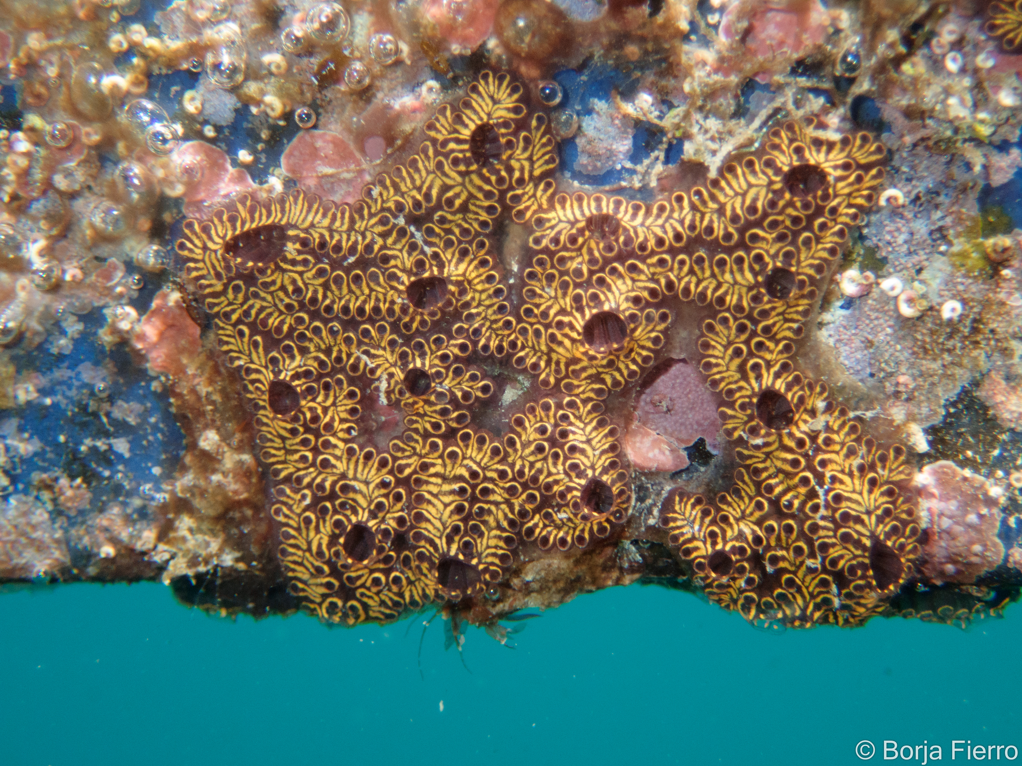 Botrylloides niger