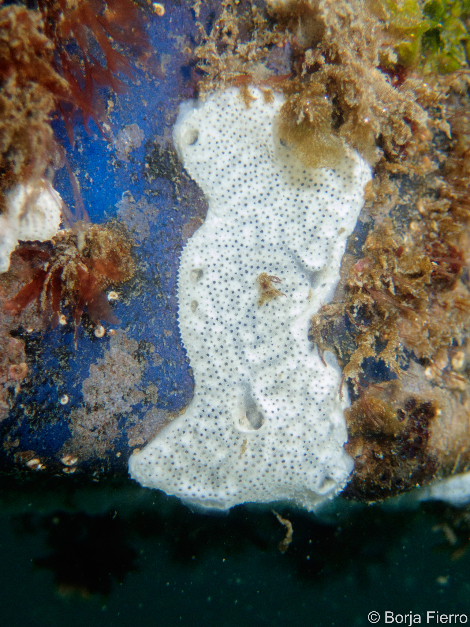 Lissoclinum perforatum