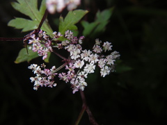 Kitagawia terebinthacea