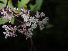 Kitagawia terebinthacea