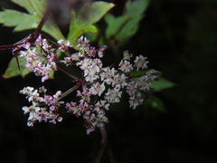 Kitagawia terebinthacea