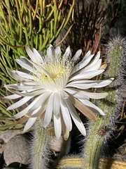 Nyctocereus serpentinus