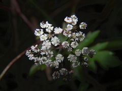 Kitagawia terebinthacea