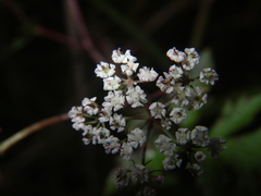 Kitagawia terebinthacea