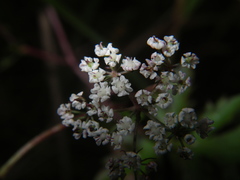 Kitagawia terebinthacea