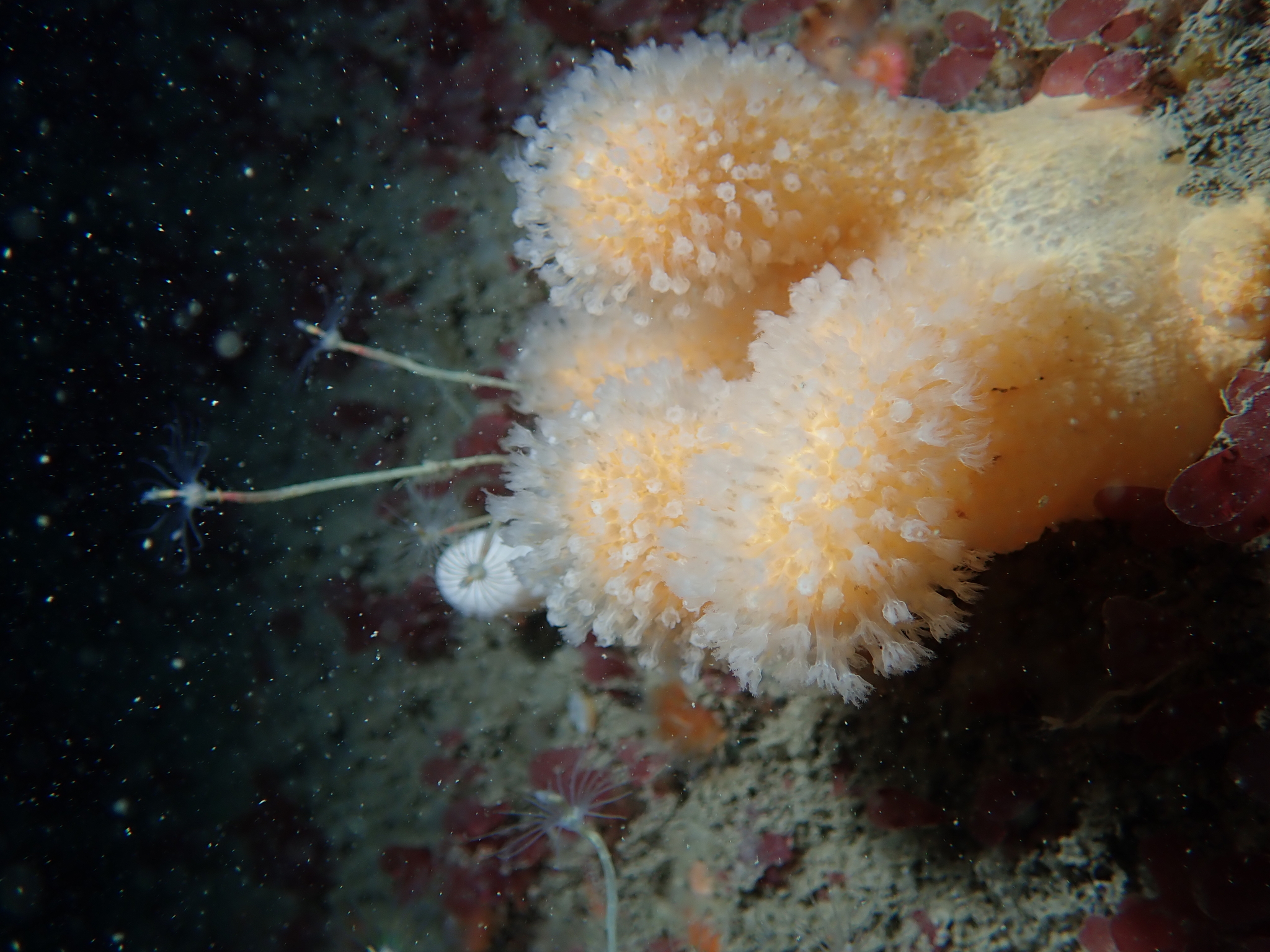 Alcyonium digitatum Linnaeus, 1758