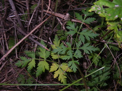 Kitagawia terebinthacea