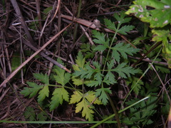 Kitagawia terebinthacea