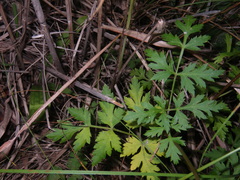 Kitagawia terebinthacea